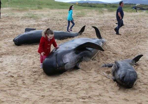 Cá voi hoa tiêu chết bị oan uổng vì mắc cạn trên bờ