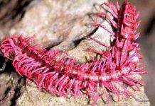 Tiểu vùng Mê-Công: vùng sinh học quan trọng nhất hành tinh Tiểu vùng Mê-Công: vùng sinh học quan trọng nhất hành tinh