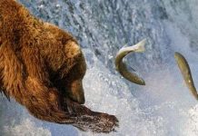 Gấu nâu vào mùa săn cá