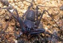 Phát hiện thêm bốn loài bọ cạp mới tại Indonesia