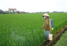 Khảo nghiệm nhiều giống lúa mới tại vụ xuân 2013