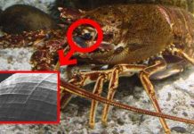 Mắt tôm hùm và ứng dụng không thể ngờ tới trong công nghệ X quang