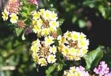 Những loài cây thích "ăn" chất độc