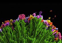 Thế giới vi sinh qua kính hiển vi