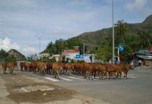 Ứng dụng khoa học công nghệ tăng chất lượng đàn bò