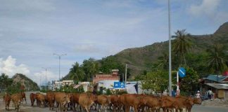 Ứng dụng khoa học công nghệ tăng chất lượng đàn bò