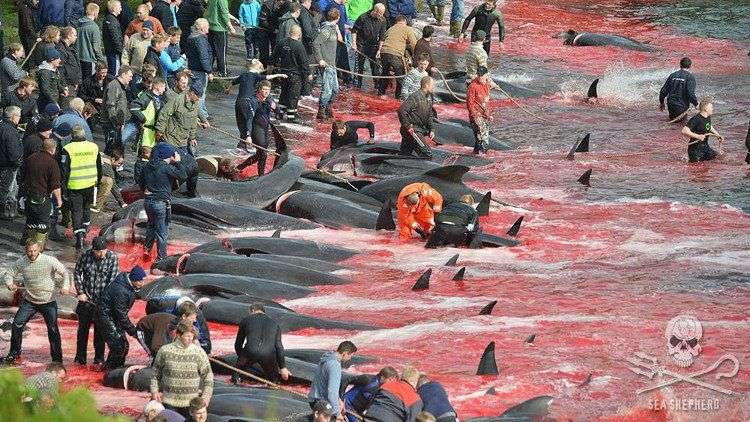 Bờ biển nhuốm màu đỏ máu sau vụ thảm sát cá voi hoa tiêu gây phẫn nộ toàn châu Âu