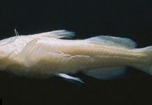 Chiêm ngưỡng loài cá khiến giới khoa học Mỹ sốt sắng