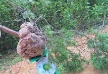 Tìm được nấm phục linh "khủng" quý hiếm