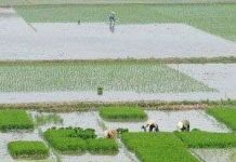 Phú Thọ khảo nghiệm thành công nhiều giống lúa mới