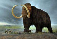 Sao chổi khởi đầu nền văn minh nông nghiệp