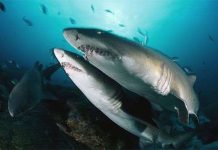 Cá mập diệt nhau từ trong bụng mẹ Cá mập diệt nhau từ trong bụng mẹ