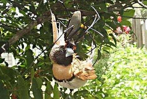 Xem nhện khổng lồ ăn thịt chim