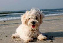 Dịch vụ sinh sản vô tính chó độc nhất Dịch vụ sinh sản vô tính chó độc nhất