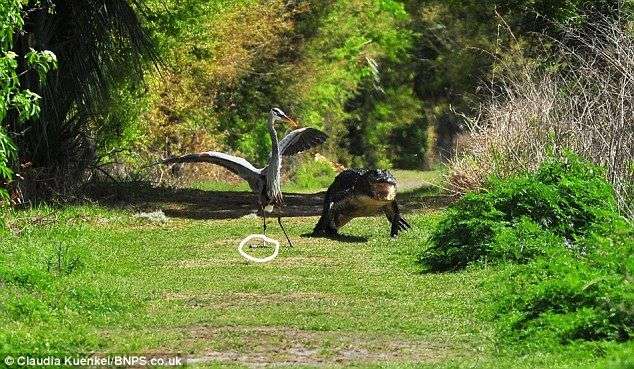 Chim diệc bị tấn công vì ... ‘trộm’ con của cá sấu