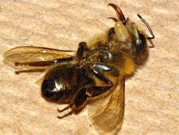 Lần theo dấu vết ký sinh trùng biến ong thành xác sống