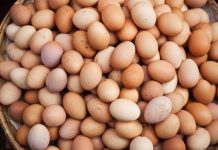 Canada tìm ra công nghệ phát hiện giới tính trứng gà trước khi ấp Canada tìm ra công nghệ phát hiện giới tính trứng gà trước khi ấp