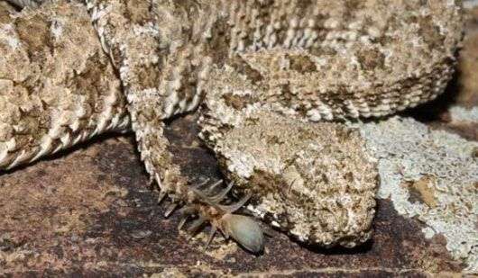 Sinh vật lạ có hình dáng giống rắn lai nhện