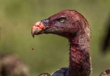 Thí nghiệm nhỏ cho ta thấy cảm giác khi bị kền kền rỉa xác