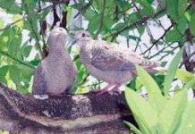 Bồ câu cái yêu bằng tai