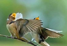 Chim hót linh hoạt hơn khi thời tiết biến động