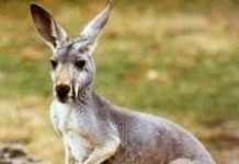 Chuột túi (Macropodidae) - Loài thú đẻ con cổ xưa