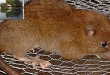 Chuột dài nửa mét có thể cắn vỡ vỏ quả dừa