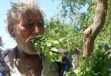 Một người Pakistan ăn lá cây để sống trong 25 năm, không bao giờ bị ốm