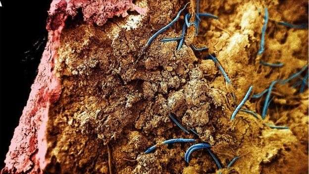 Những loài ẩn mình nghìn năm sâu trong lòng Trái Đất