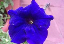 Tại sao hoa dã yến thảo có màu xanh?