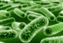 Vi sinh vật có thể là giải pháp cho vấn đề năng lượng toàn cầu hay không?