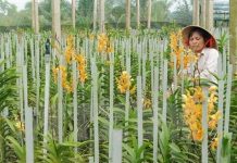 Các nhà khoa học tìm thấy 8 loài lan mới tại khu vực Tây Nguyên Các nhà khoa học tìm thấy 8 loài lan mới tại khu vực Tây Nguyên