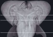 Bắt được bào thai cá mập 2 đầu