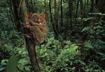 Những loài vật đáng sợ nhất thế giới (P1) Những loài vật đáng sợ nhất thế giới (P1)