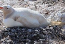 Phát hiện một loài chim cánh cụt hiếm ở Nam Cực