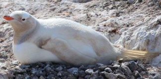 Phát hiện một loài chim cánh cụt hiếm ở Nam Cực