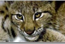 Ý: mèo rừng trở lại Alps sau 100 năm