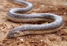 Loài rắn kịch độc làm vũ khí chiến tranh thời cổ đại vẫn bò ngoài đường