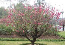 Hướng dẫn cách chăm sóc hoa đào sau Tết