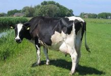 Phát hiện ra loại virus mới gây hại cho động vật