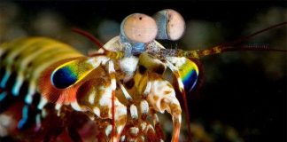 Đôi mắt của tôm bọ ngựa