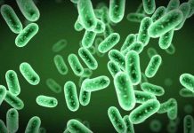 Tìm ra cơ chế tiến hóa của nhiều vi khuẩn nguy hiểm chết người Tìm ra cơ chế tiến hóa của nhiều vi khuẩn nguy hiểm chết người