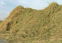 Có thể sản xuất 31 triệu tấn dầu sinh học từ rơm rạ