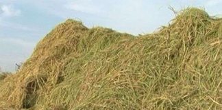 Có thể sản xuất 31 triệu tấn dầu sinh học từ rơm rạ