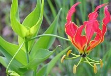 Sợ hãi loài hoa ngót nghẻo kịch độc ở Việt Nam