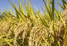 Đồng Tháp: Lai tạo thành công bộ giống lúa mới