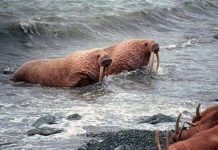 Hải mã tháo chạy vì băng tan ở cực bắc Hải mã tháo chạy vì băng tan ở cực bắc