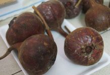 Quả sung “khổng lồ” gây xôn xao Hà Nội Quả sung "khổng lồ" gây xôn xao Hà Nội