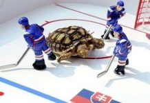 Rùa 2 đầu cũng trổ tài tiên tri