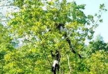 Thả voọc mông trắng về tự nhiên